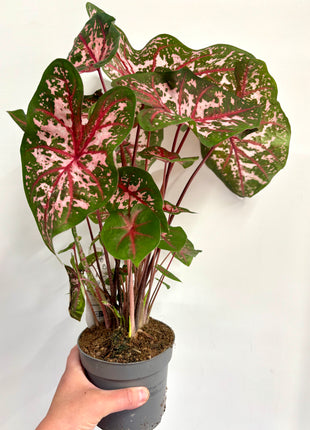 Caladium Carolyn Whorton