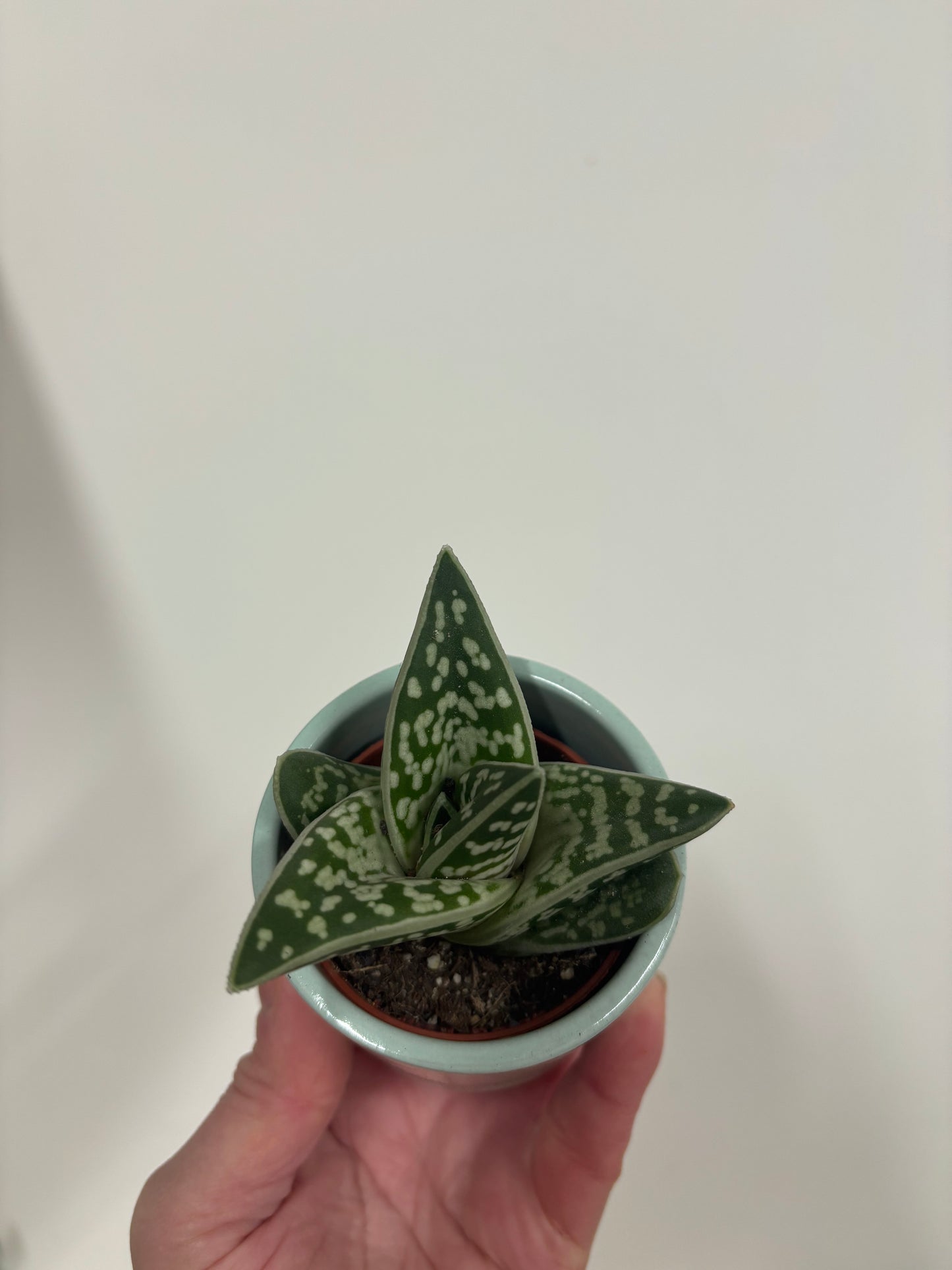 Mini Blue Pot