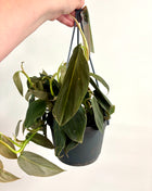 Philodendron Gigas