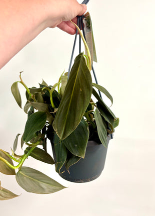Philodendron Gigas