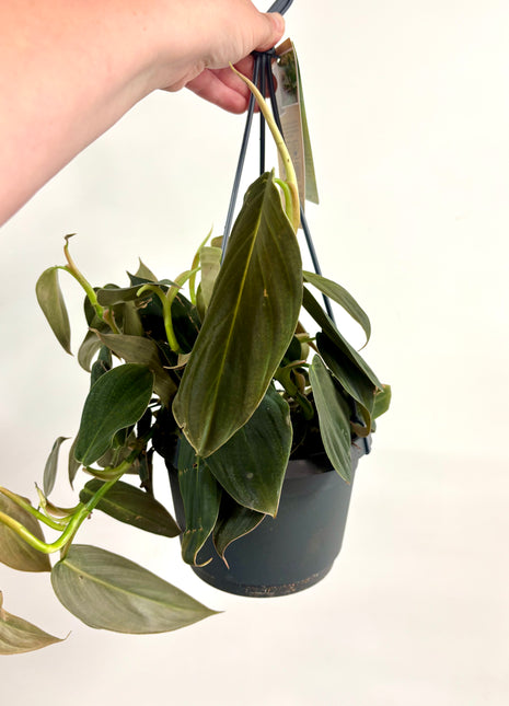 Philodendron Gigas