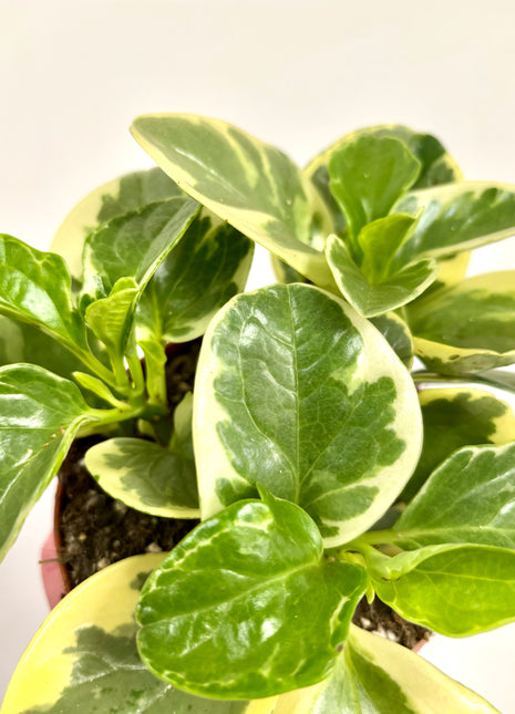 Peperomia Obtipan Bicolor