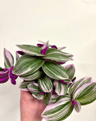Tradescantia Nanouk