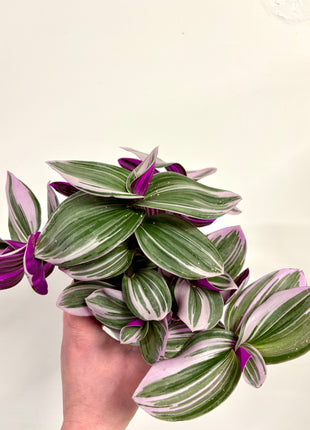 Tradescantia Nanouk