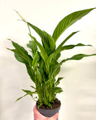Spathiphyllum/ Peace Lily