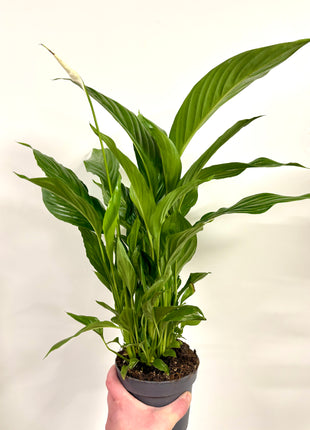 Spathiphyllum/ Peace Lily