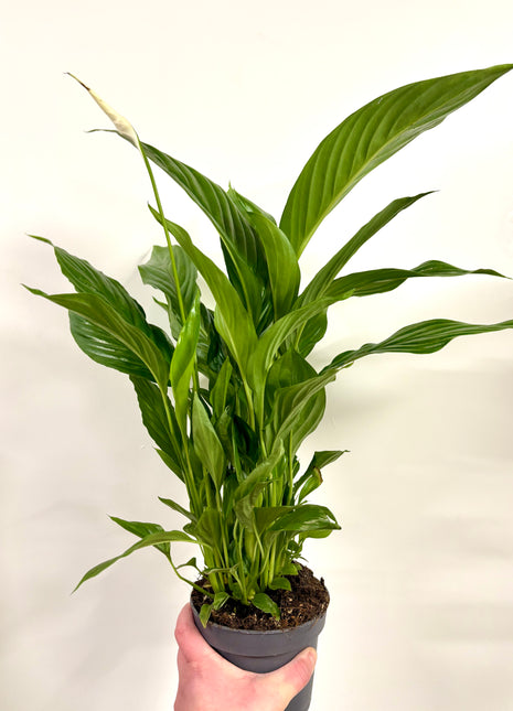 Spathiphyllum/ Peace Lily