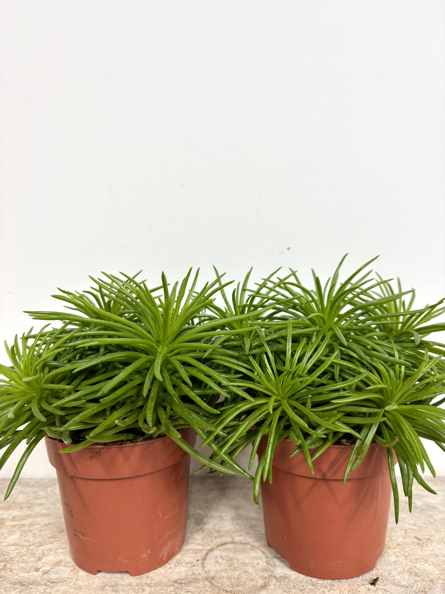 Senecio Himalaya