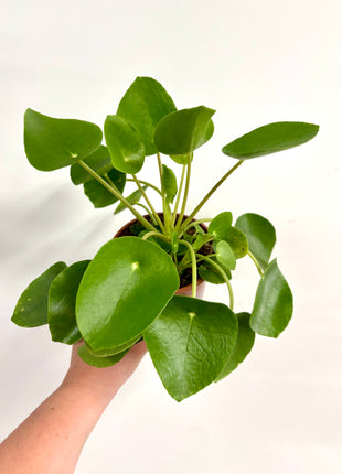 Pilea Peperomioides