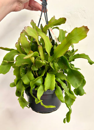 Epiphyllum Guatemalense