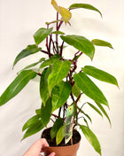 Philodendron Painted Lady
