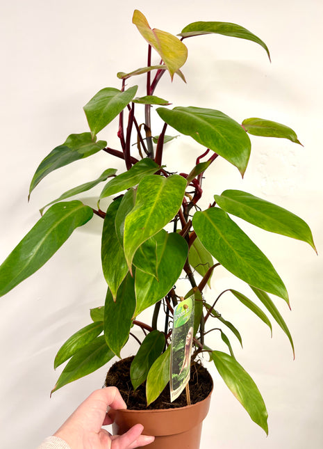 Philodendron Painted Lady