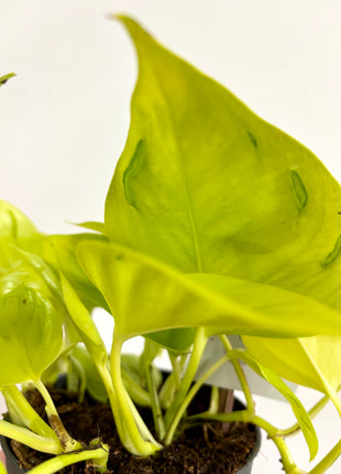 Epipremnum Champs Elysees