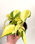 Philodendron Scandens Rio