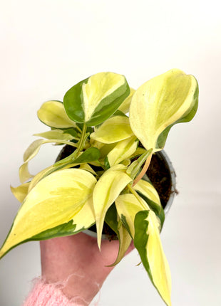Philodendron Scandens Rio