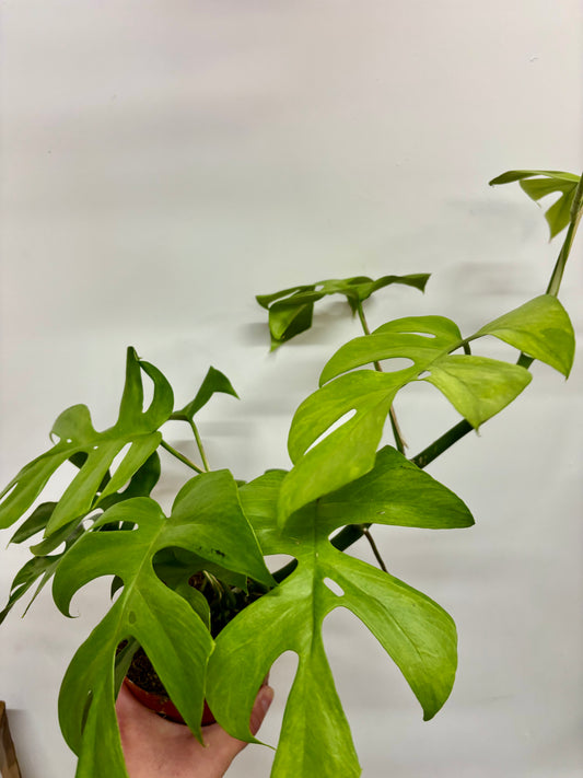 Rhaphidophora Tetrasperma