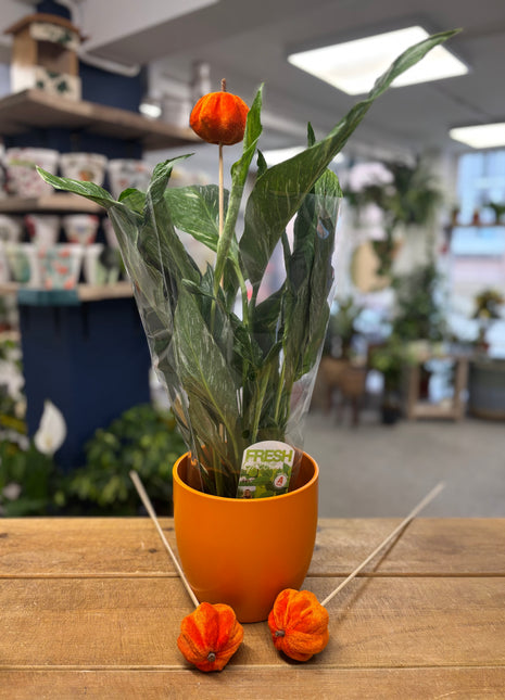 Orange pot