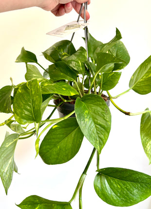 Epipremnum Aureum