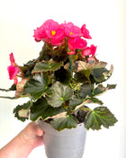 Begonia Du Gemend