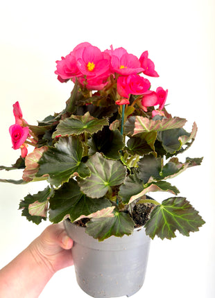 Begonia Du Gemend