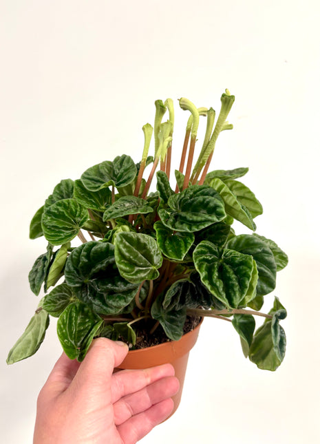 Peperomia Lilian