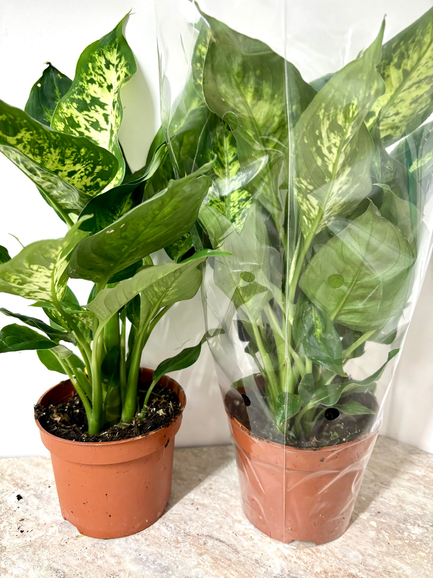 Dieffenbachia Compacta