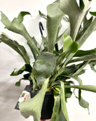 Platycerum Bifurcatum / Stag horn fern