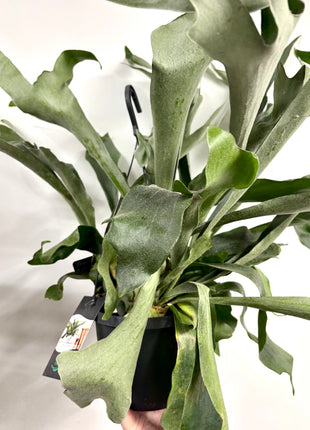 Platycerum Bifurcatum / Stag horn fern
