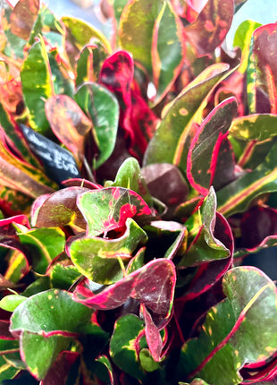 Croton / Codiaeum