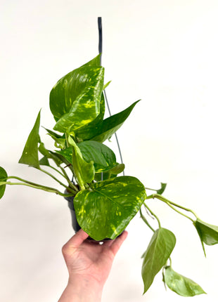 Epipremnum Aureum