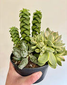 Mixed potted succulents