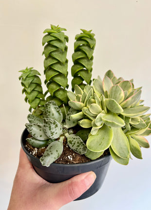 Mixed potted succulents