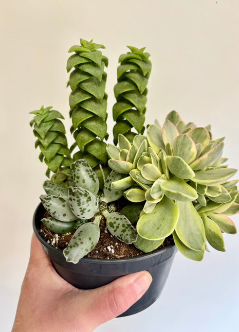 Mixed potted succulents