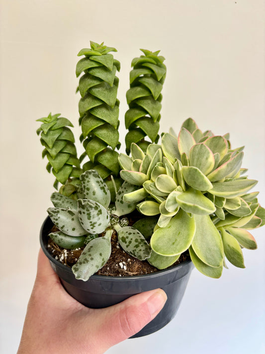 Mixed potted succulents