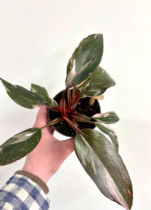 Philodendron pink princess marble