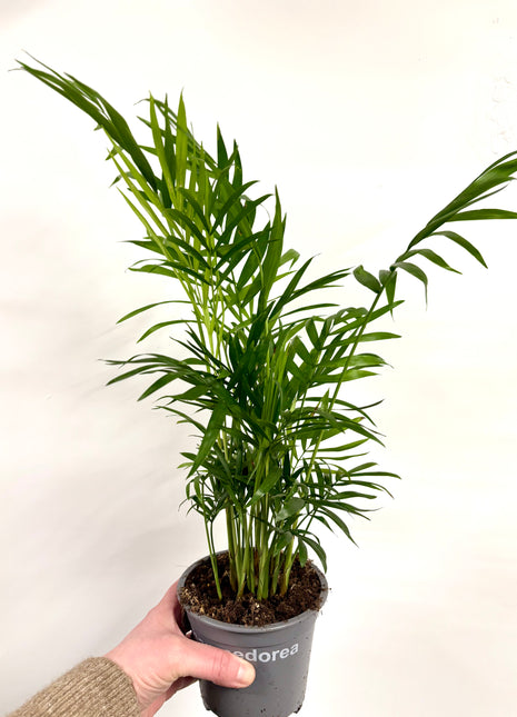 Chamaedorea Elegans