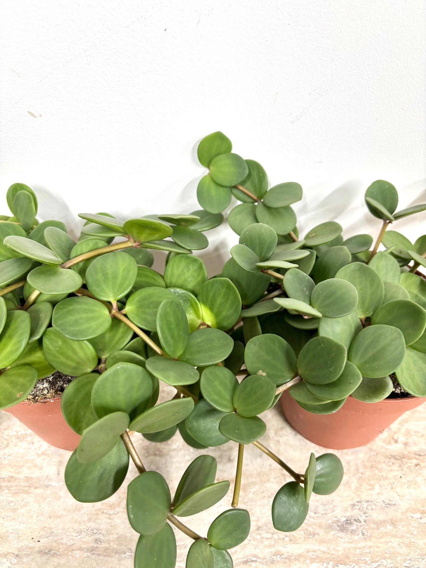 Peperomia Hope