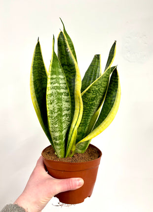 Sansevieria Futura Superba