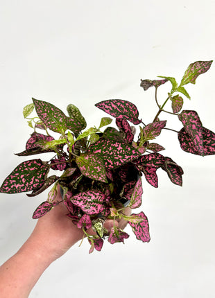 Hypoestes Pink
