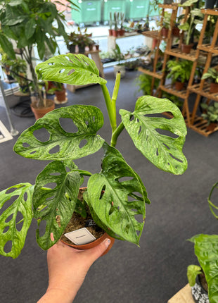 Monstera Adansonii Mint