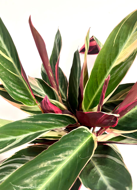 Calathea Triostar
