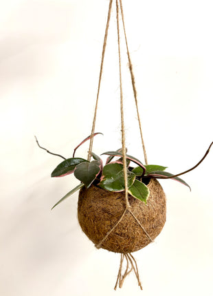 Coconut planter Hoya - Kokodama