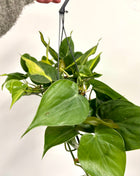 Philodendron Scandens Brasil