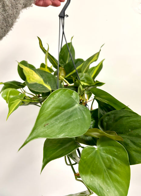 Philodendron Scandens Brasil