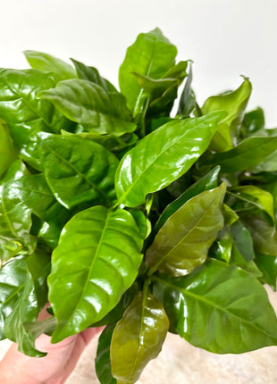 Coffea Plant