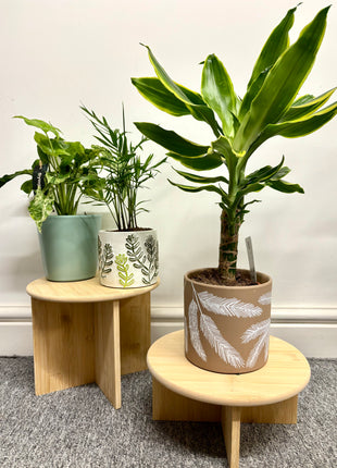 Bamboo Plant Stands