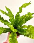 Asplenium Crispy Wave
