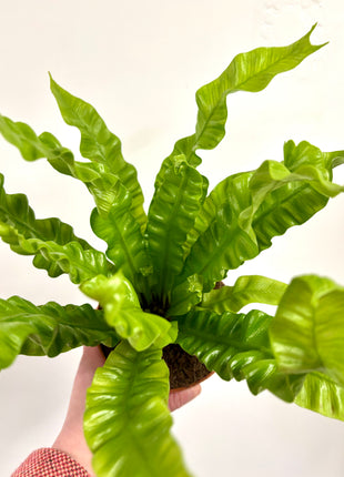 Asplenium Crispy Wave