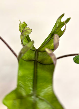 Alocasia Jacklyn