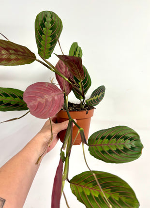Maranta Fascinator